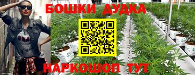крисы Моздок
